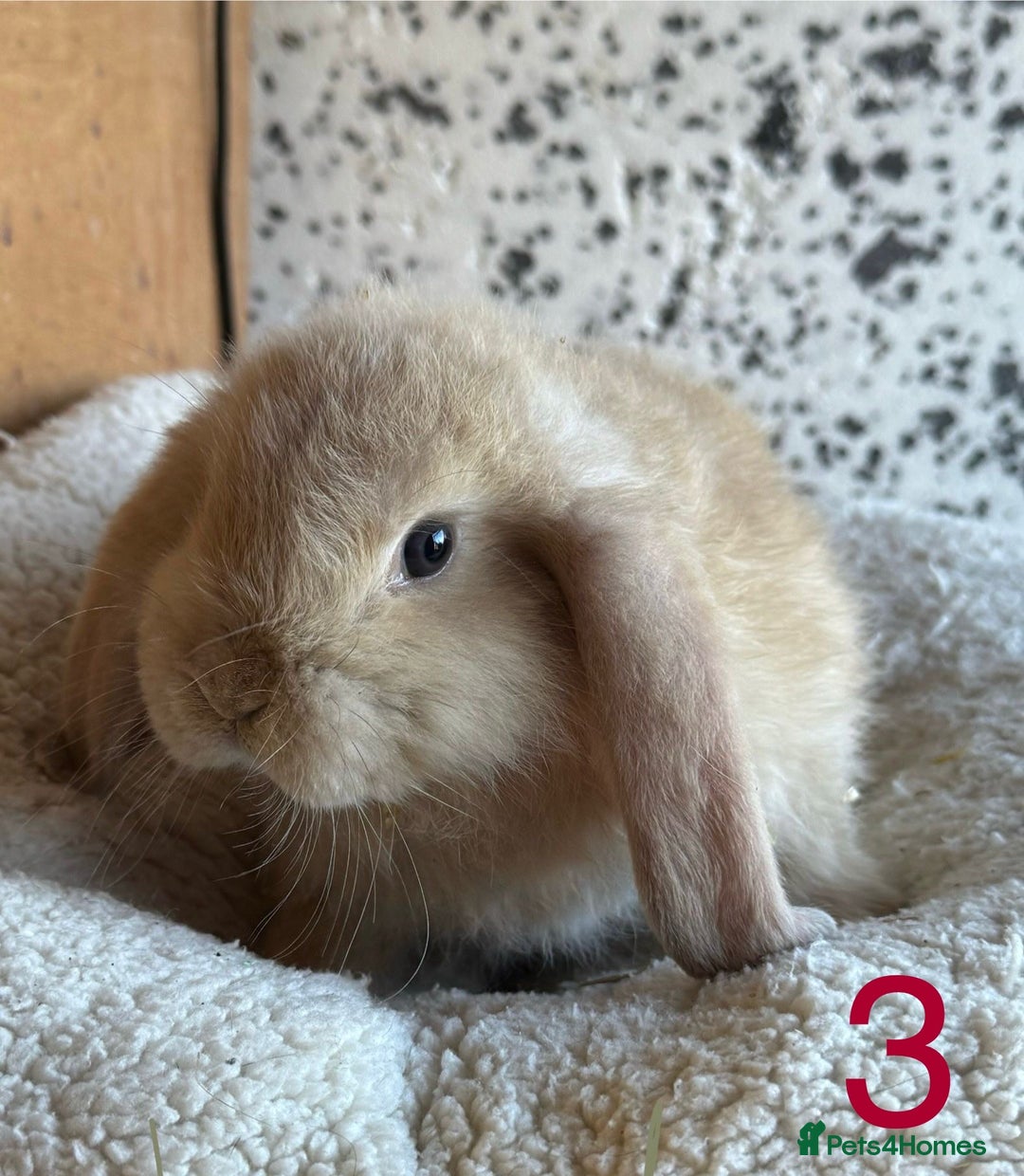French Lop rabbits for sale: Purebred French Lop baby rabbits for sale  - Advert 10