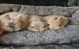 Netherland Dwarf rabbits for sale: Harlequin Netherland Dwarf bunnies  - Advert 4