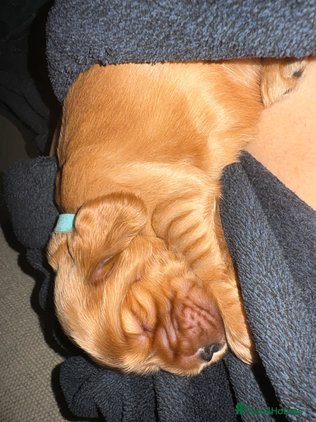 Cocker Spaniel dogs for sale: Show type cocker spaniels - Advert 17