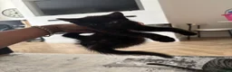 Mixed Breed cats for sale: 2 female kittens need their forever home - Advert 2