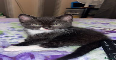 Mixed Breed cats - Advert 4