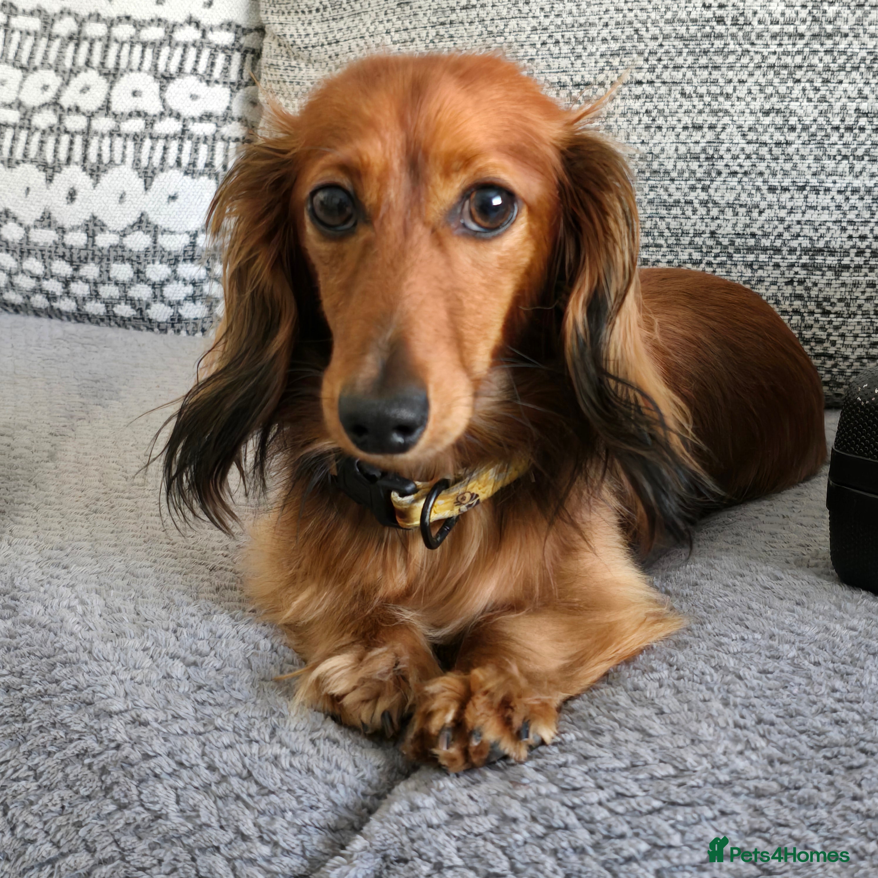 Miniature Dachshund dogs Miniature long haired Dachshund  - Advert 2