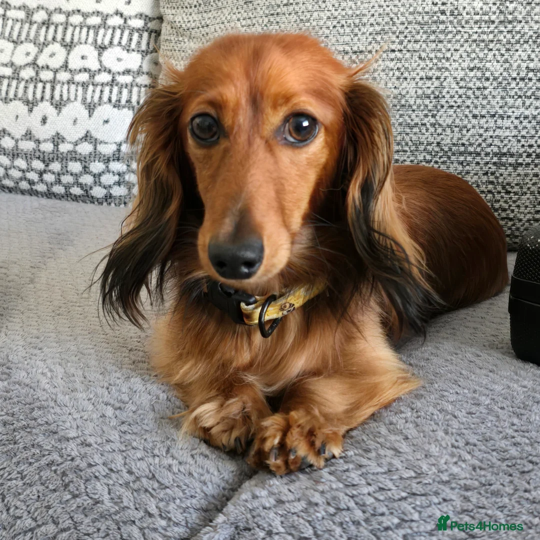Miniature Dachshund dogs for sale: Miniature long haired Dachshund  - Advert 1