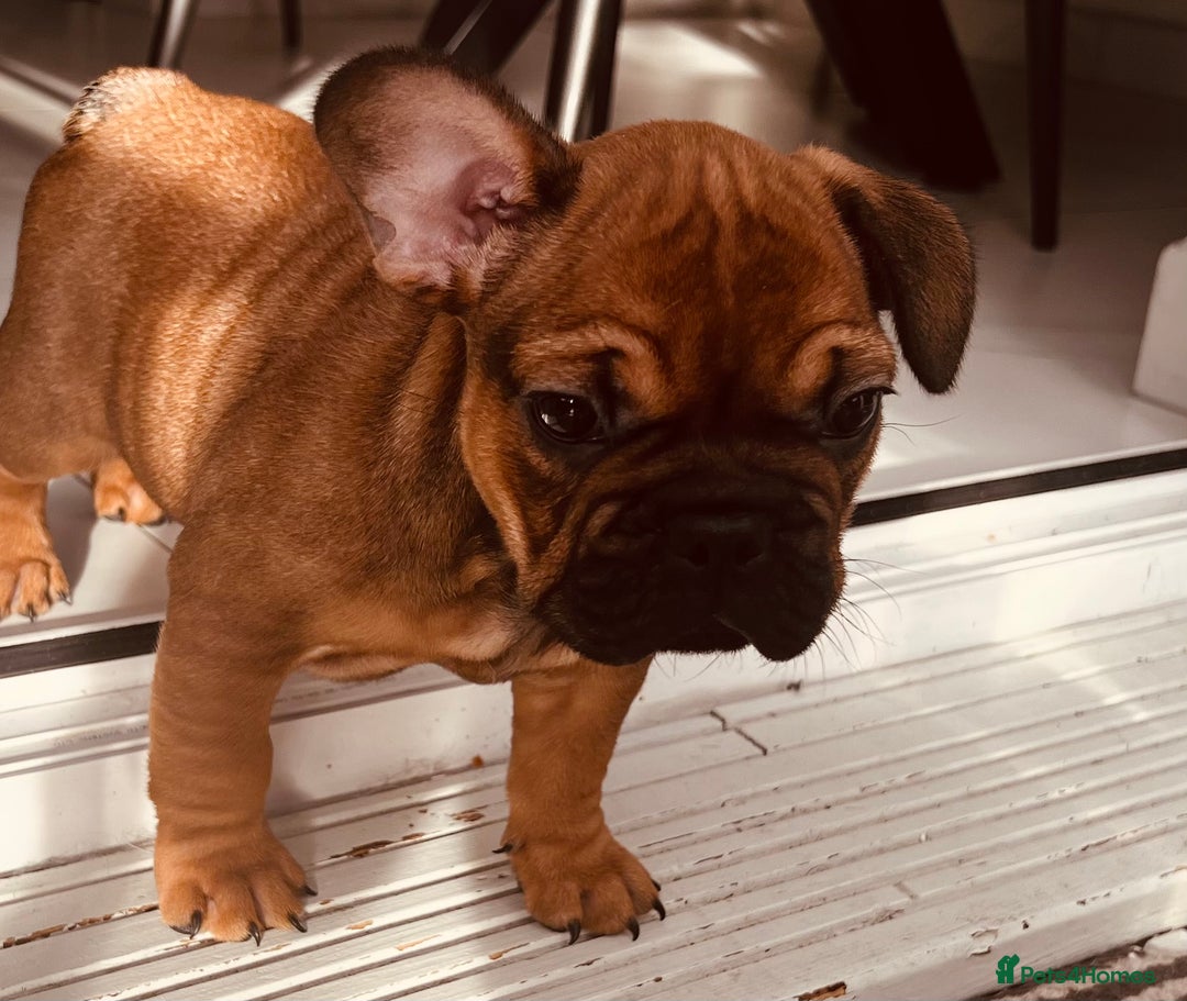 French Bulldog dogs for sale: Stunning boy 😍 - Advert 7
