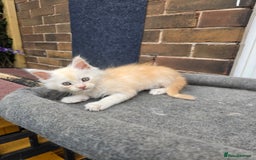 Maine Coon cats for sale:  maincoons  - Image 4