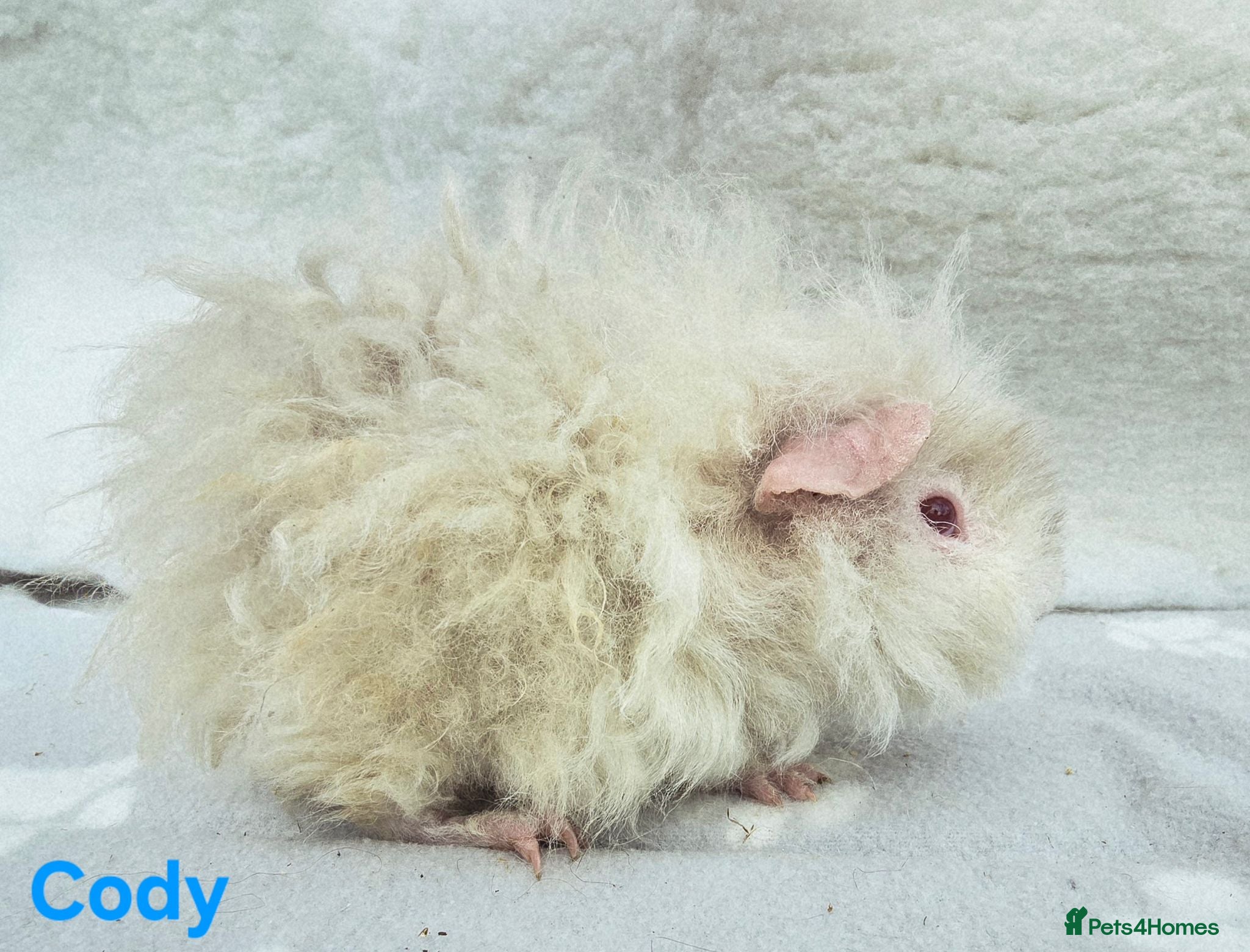 Guinea Pig rodents Young Lunkarya Boar  - Advert 1