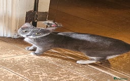 British Shorthair cats for sale: Mixed Domestic & British short-hair kittens £25 - Image 23