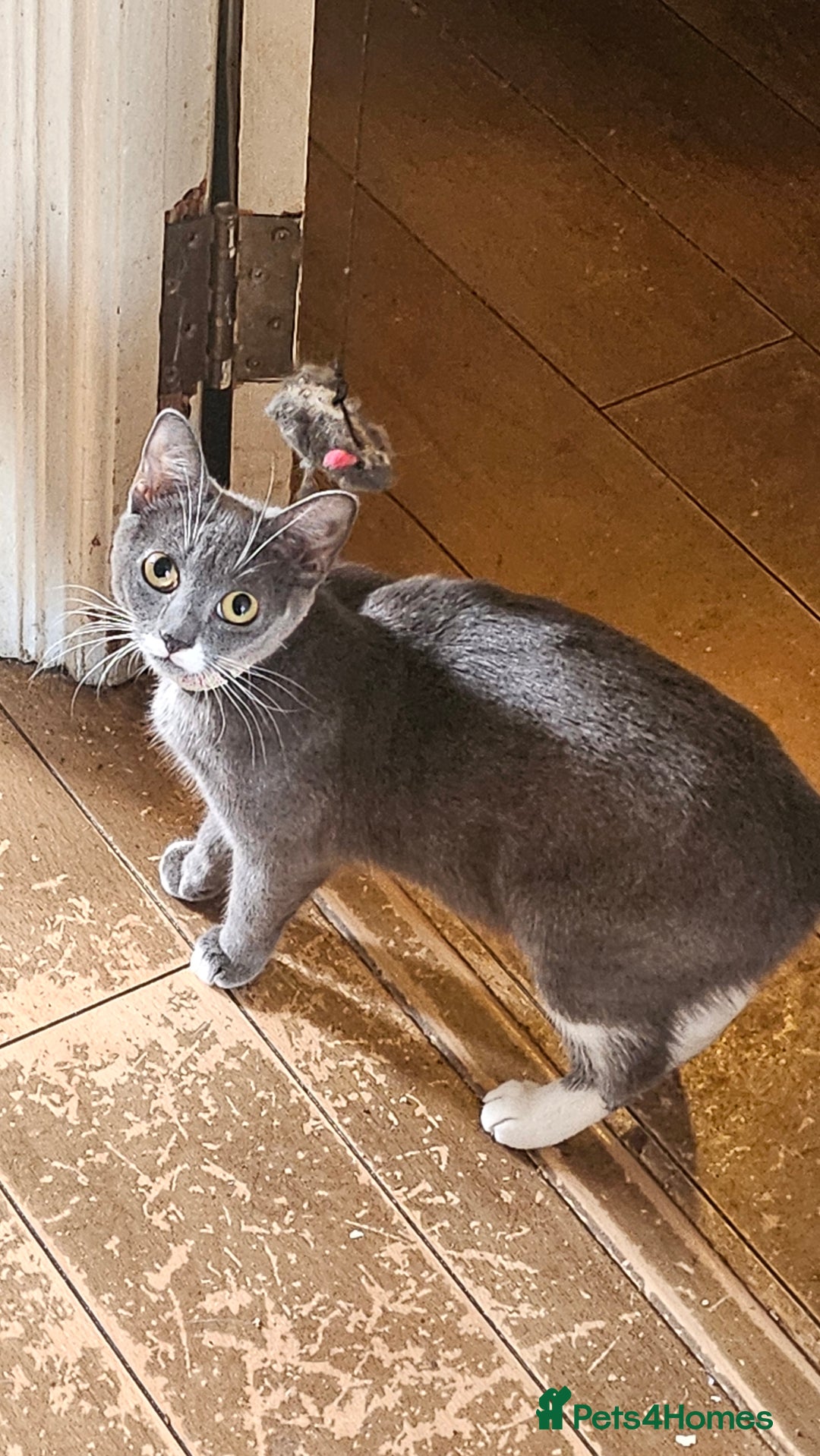 British Shorthair cats for sale: Mixed Domestic & British short-hair kittens £25 - Image 23