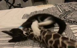British Shorthair cats for sale: Juno and Minnie - Image 17