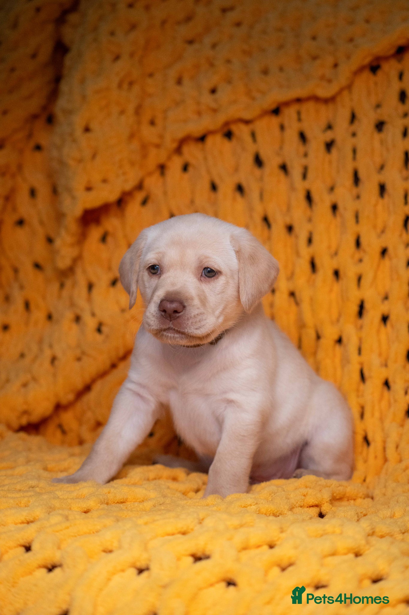 Labrador Retriever dogs LAST 4 CHUNKY LAB BOYS.Home-Raised Ready NOW - Advert 1
