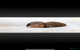Miniature Dachshund dogs for sale: Beautiful long haired chocolate dachshunds  - Image 13