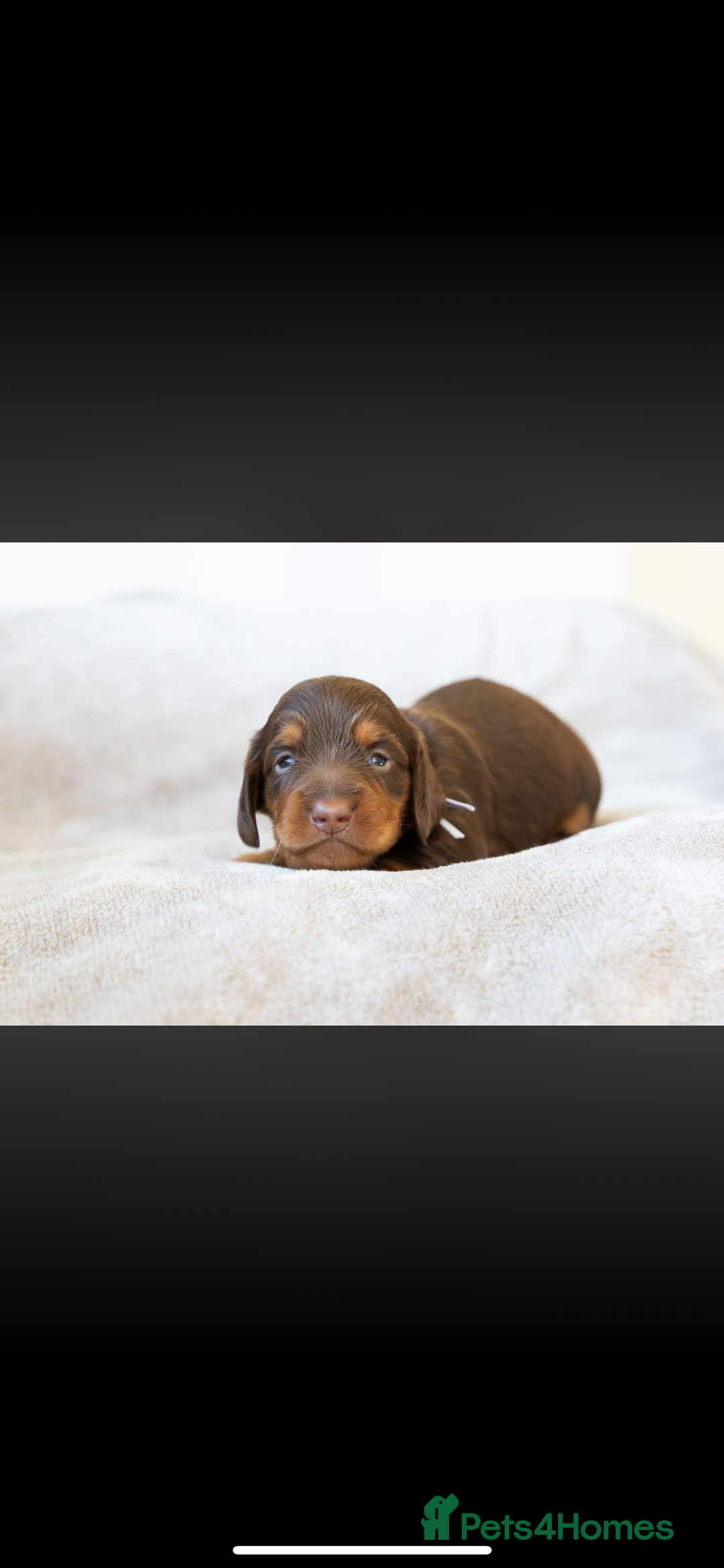 Miniature Dachshund dogs for sale: Beautiful long haired chocolate dachshunds  - Image 13