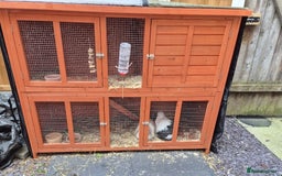 Mini Lop rabbits for sale: 2 Gorgeous Lop Rabbits - Image 5