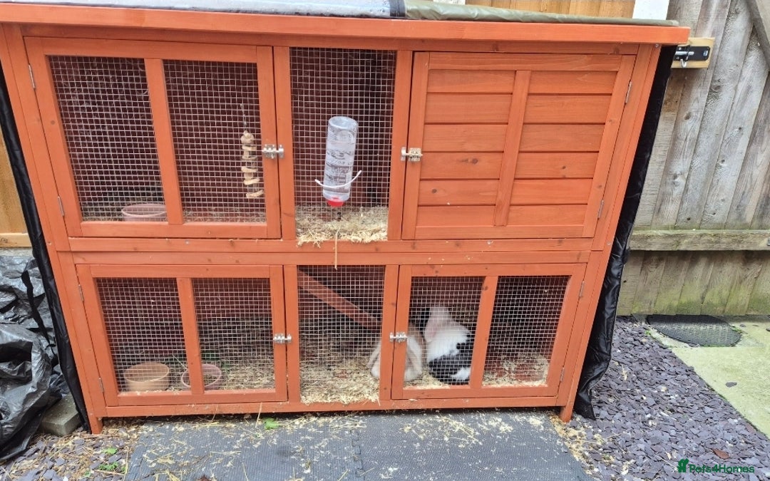 Mini Lop rabbits for sale: 2 Gorgeous Lop Rabbits - Image 5