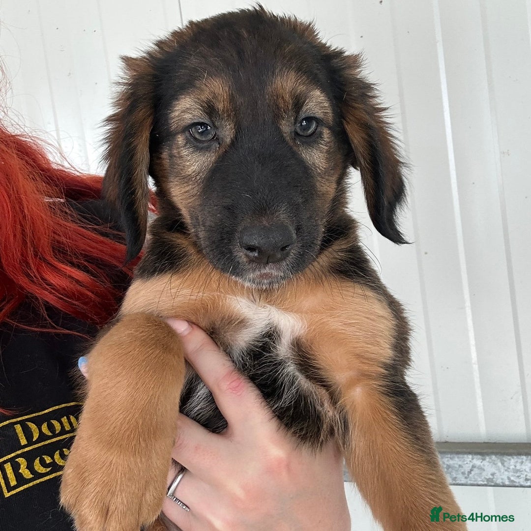 Mixed Breed dogs for adoption: Clover (Shepherd/Hound mix) - Image 17