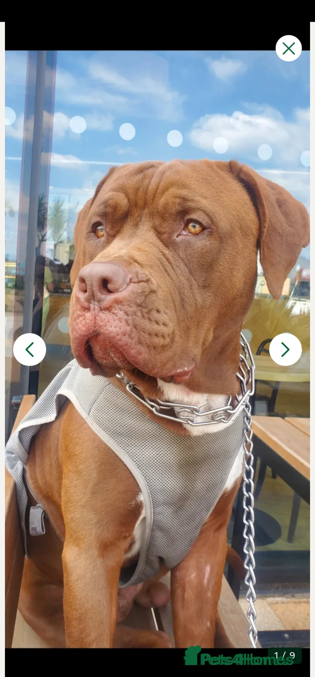 Mixed Breed dogs for sale: ROCCO - Advert 1