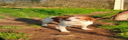 Brittany Spaniel dogs for adoption: Onil, a gorgeous Brittany - Advert 6