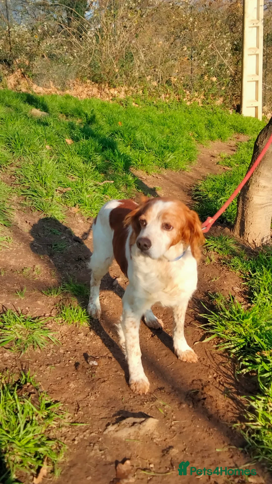Brittany Spaniel dogs for adoption: Onil, a gorgeous Brittany - Advert 6