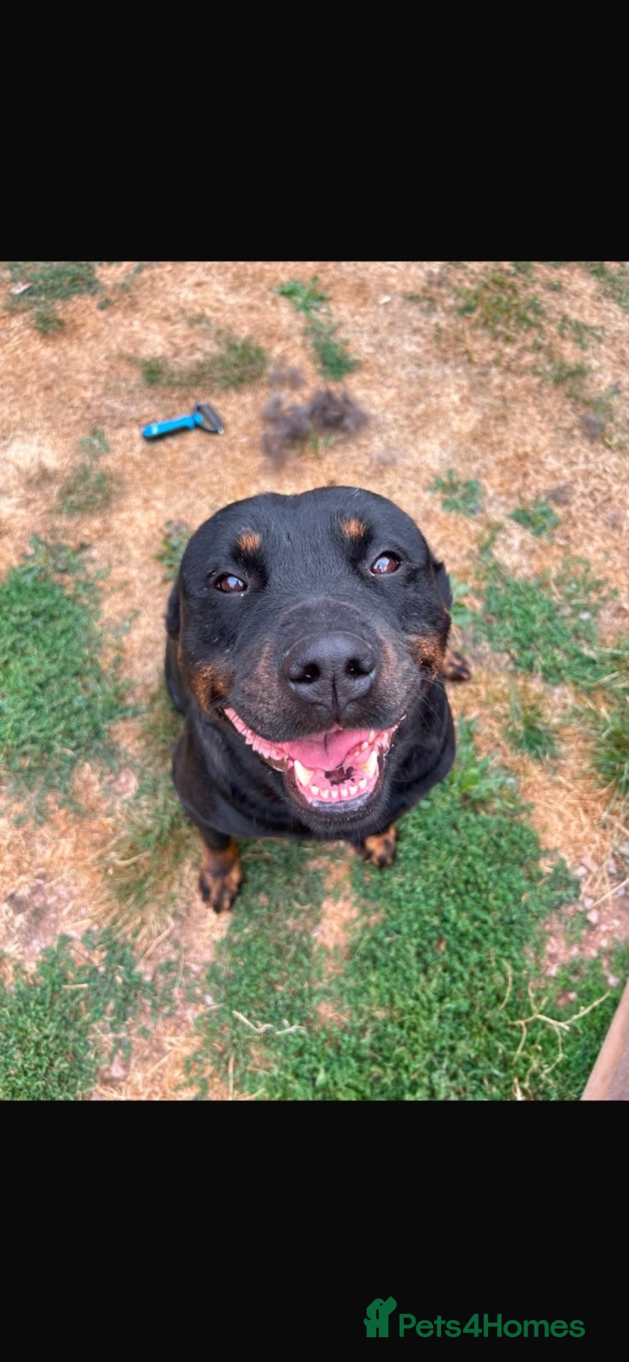 Rottweiler dogs Our beloved Lola is looking for a forever home!   - Advert 4