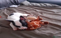 Mixed Breed dogs for sale: Frenglish puppies ready now - Image 10