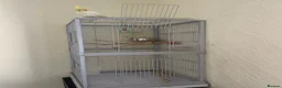 Cockatiels birds for sale: Cockatiel with cage - Advert 3
