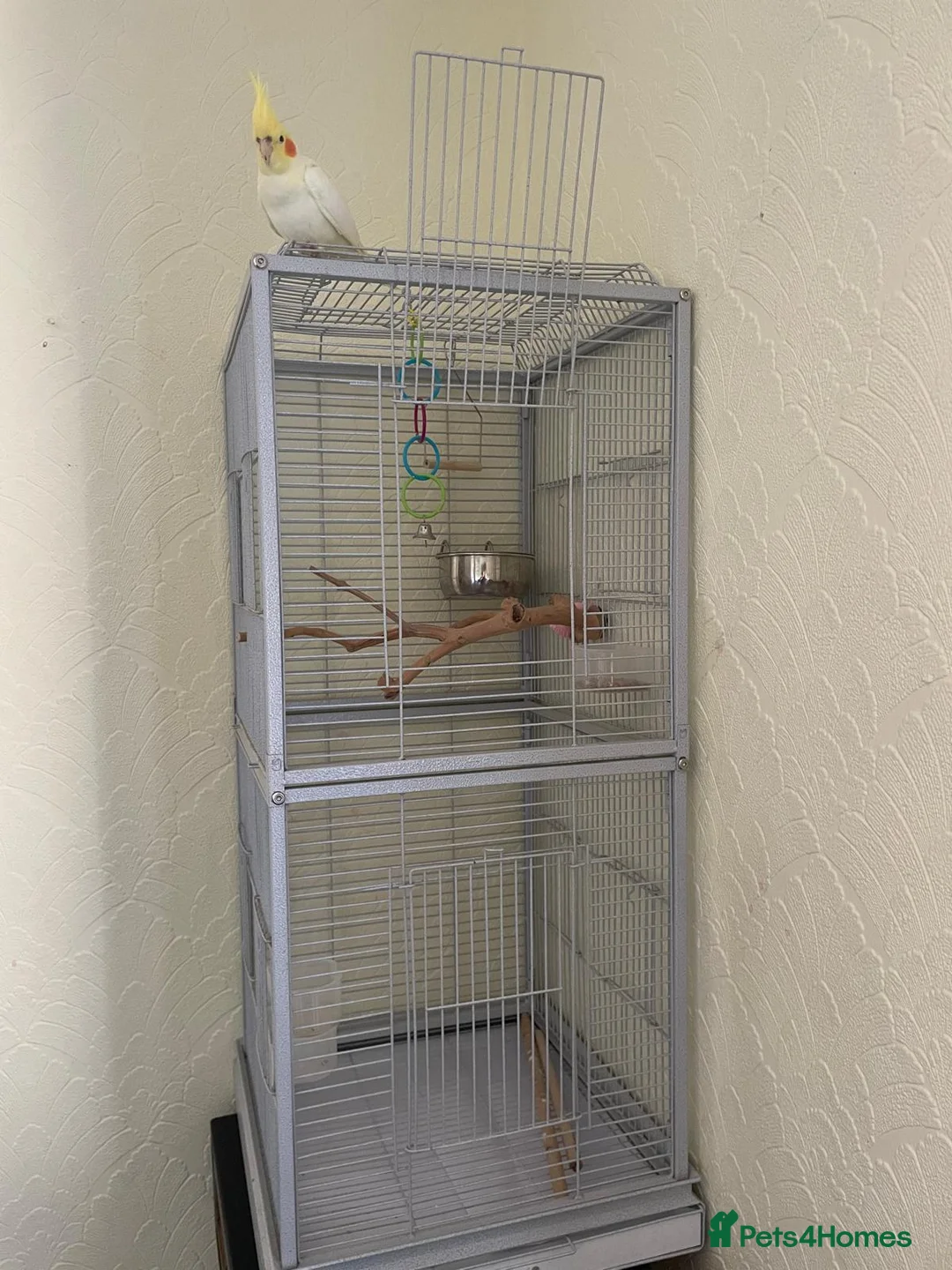 Cockatiels birds for sale: Cockatiel with cage - Advert 3