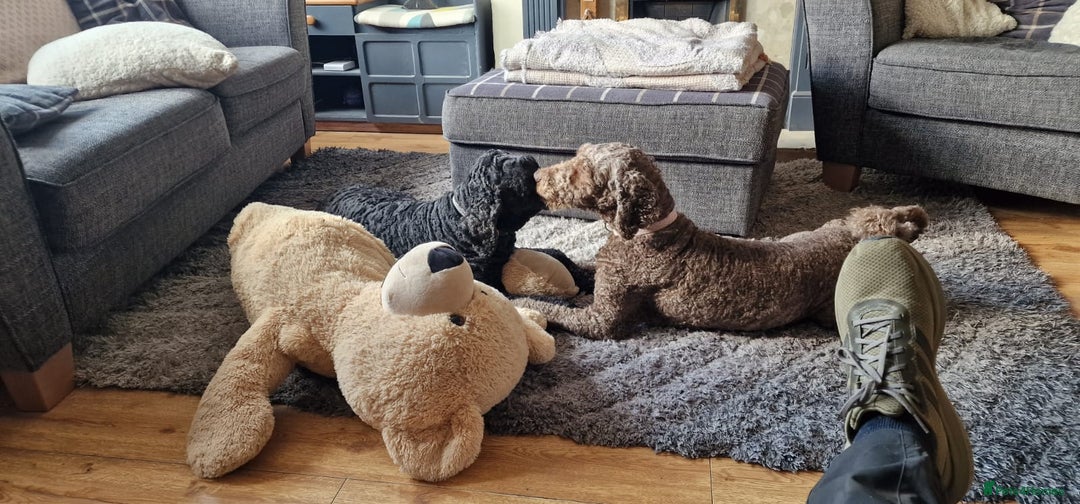 Labradoodle dogs for sale: Mother and daughter  - Image 5