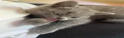 British Shorthair cats for sale: British Shorthair Blue Boys - Advert 9