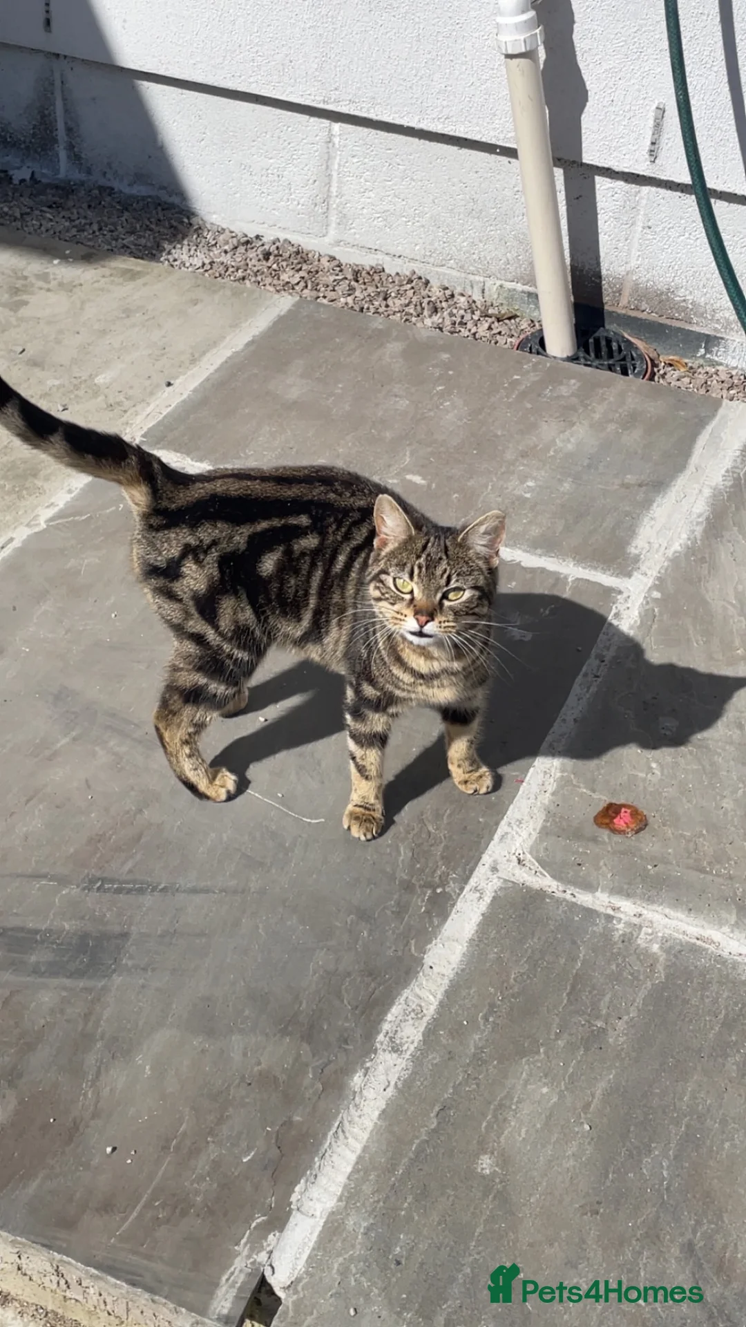 Mixed Breed cats for sale: Beautiful stray cat up for adoption  in Morecambe - Advert 2