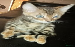 Bengal cats for sale: Best of Bengal - Image 11