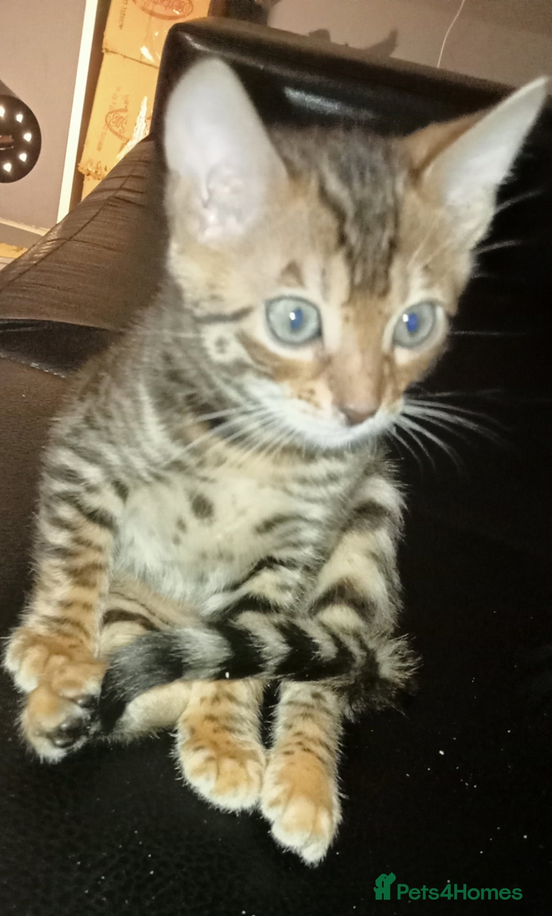 Bengal cats for sale: Best of Bengal - Image 11