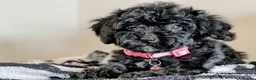 Cavapoochon dogs for sale: Extensively Tested Cavapoochons Fully Vaccinated  - Advert 25