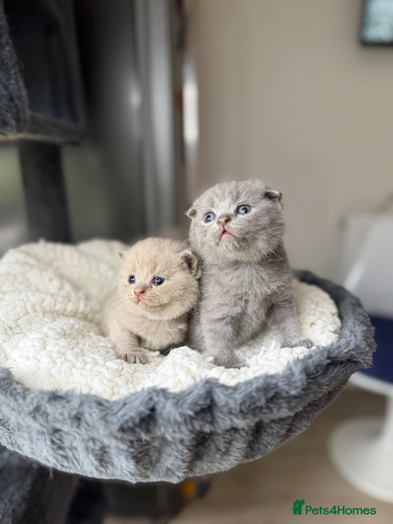 British Shorthair cats Little teddy bears - Advert 1
