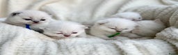 British Shorthair cats for sale: 5 lilac colour point kittens  - Advert 3