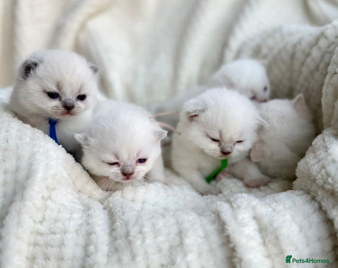 British Shorthair cats for sale: 5 lilac colour point kittens  - Advert 3