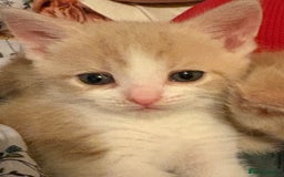 Domestic Shorthair cats for sale: 2 Beautiful kittens of a litter of 4 - Image 1