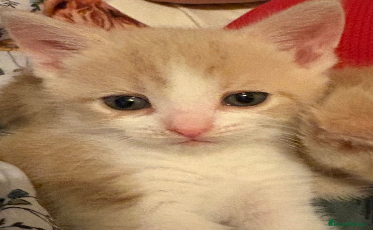 Domestic Shorthair cats - Advert 3