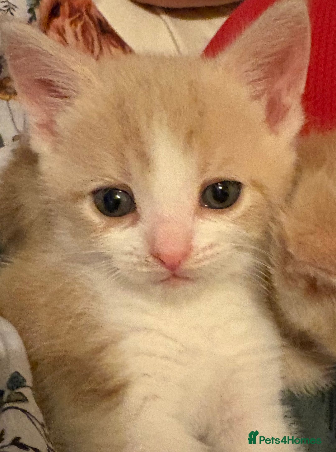 Domestic Shorthair cats for sale: 2 Beautiful kittens of a litter of 4 - Image 1
