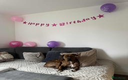 Mixed Breed dogs for sale: Meet Nova - Image 2