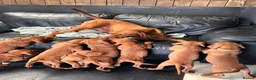 Hungarian Vizsla dogs for sale: Gorgeous Hungarian Vizsla puppies  - Advert 25