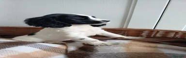 Cocker Spaniel 2