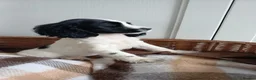 Cocker Spaniel dogs for sale: Cocker Spaniel puppies - Advert 2