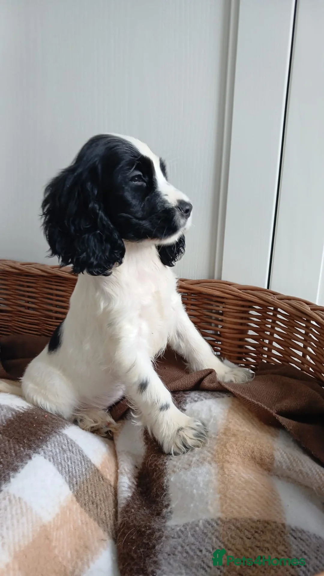 Cocker Spaniel dogs for sale: Cocker Spaniel puppies - Advert 2