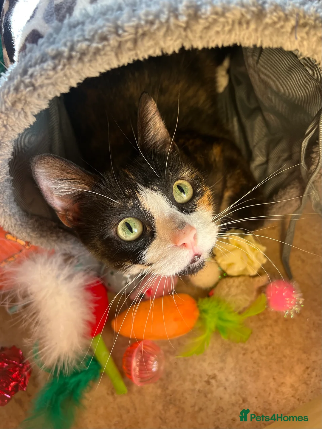 Mixed Breed cats for sale: Female calico - Advert 1