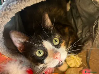 Mixed Breed cats Female calico - Advert 5