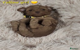 Cockapoo dogs for sale: Reduced!! Stunning F1B Toy Cockapoo Puppies  - Image 11