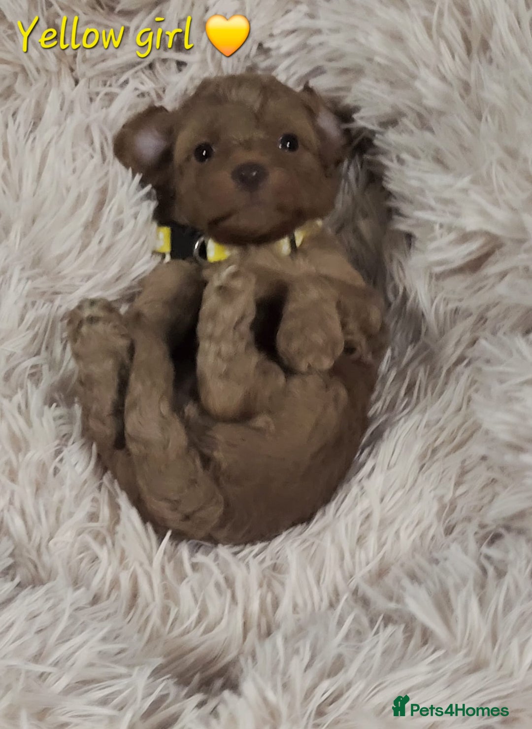 Cockapoo dogs for sale: Reduced!! Stunning F1B Toy Cockapoo Puppies  - Image 11