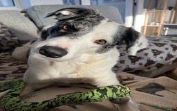 Mixed Breed dogs for sale: Collie Puppies for Sale - Image 2