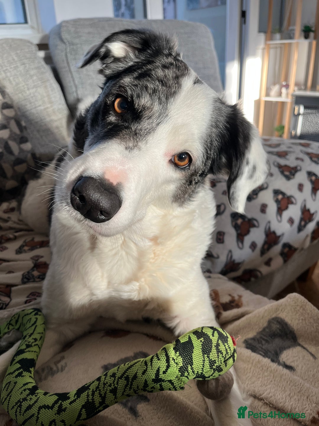 Mixed Breed dogs for sale: Collie Puppies for Sale - Image 2