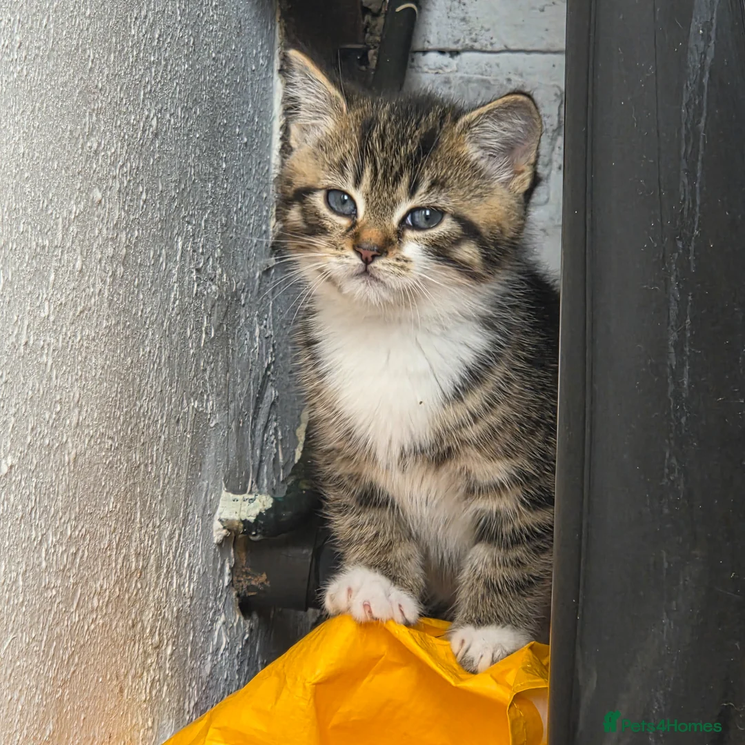 Mixed Breed cats for sale: 5 beautiful kittens ready now in Romford - Advert 11